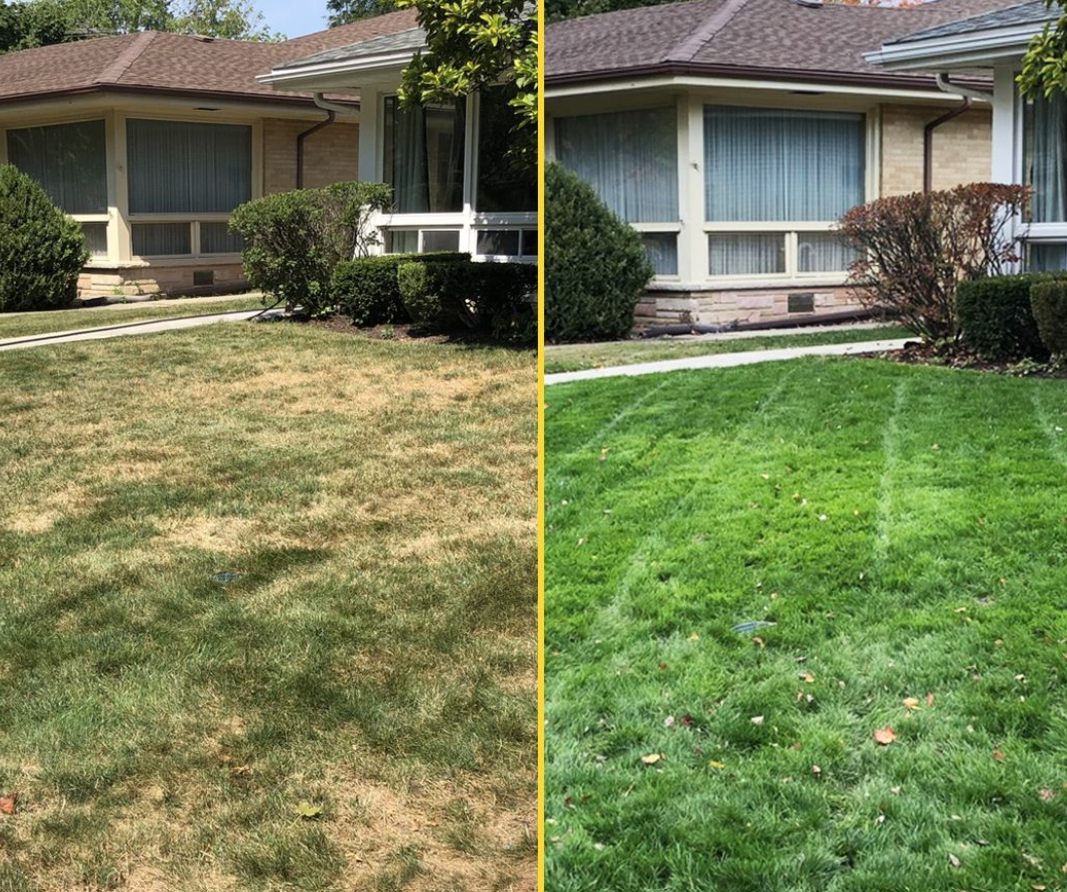 Lawn tidy-up before and after